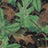 Tru Leaf Spring Green